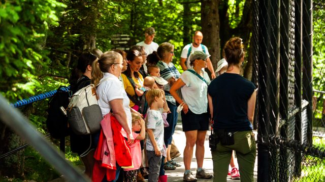 Daily Program – Keeper Talk_Credit Grandfather Mountain Stewardship Foundation