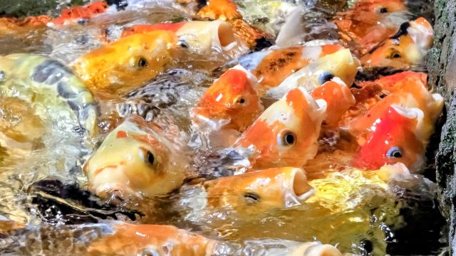 koi_feeding_chamber